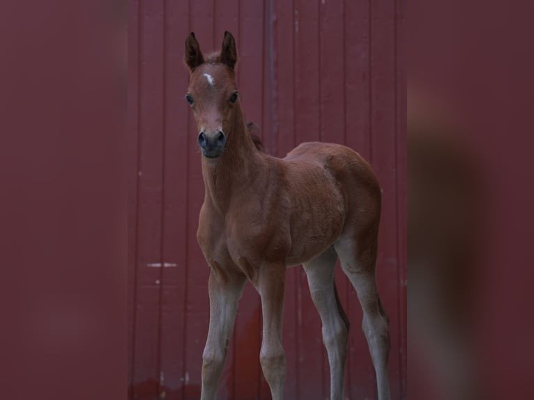 Arabian mare for sale Germany