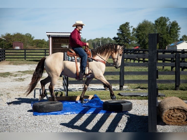 🐎 Friesian Sporthorse Gelding for Sale USA