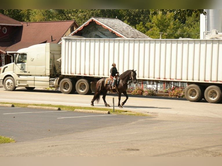 Friesian Cross Gelding for Sale USA