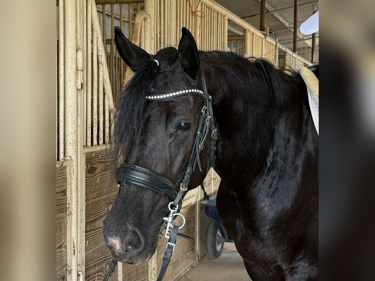 Friesian Sporthorse Gelding for Sale USA