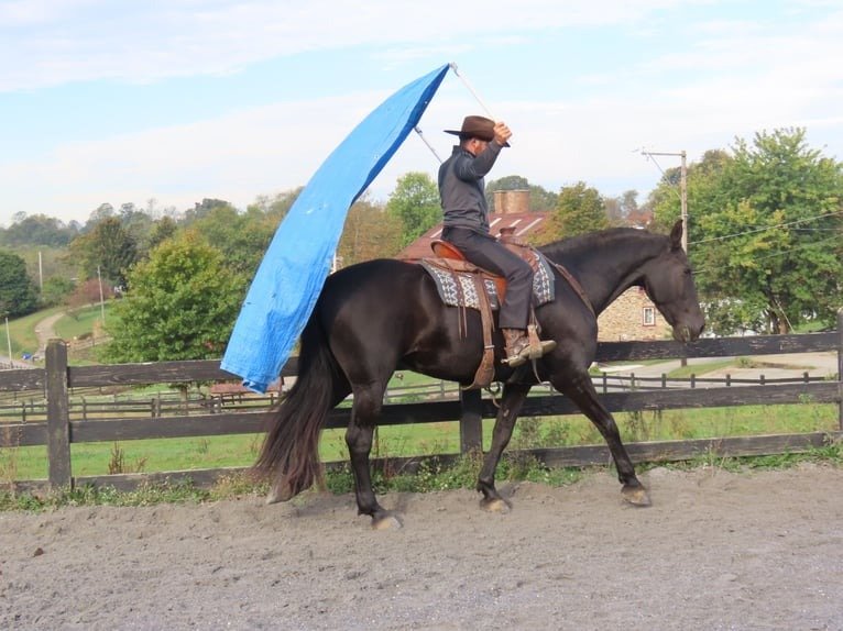 🐎 Friesian Mare for Sale USA