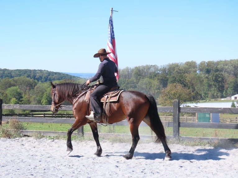🐎 Friesian Mare for Sale USA