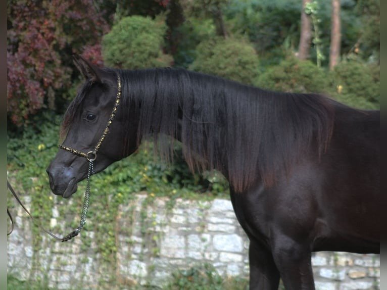 🐎 Arabian Mare for Sale Poland