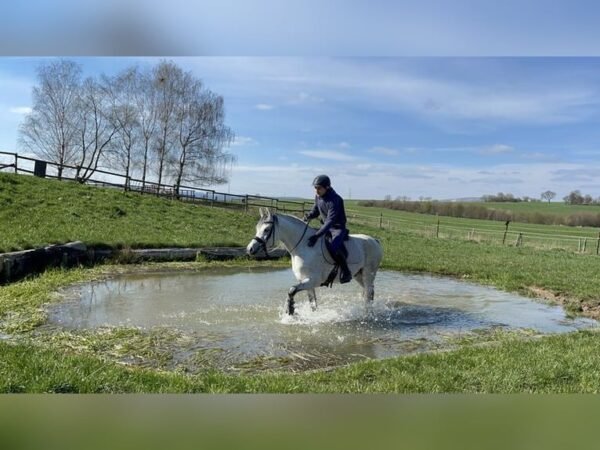 Arabian mare for sale Germany Arabian mare for sale Germany