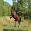 Arabian Stallion for Sale Poland