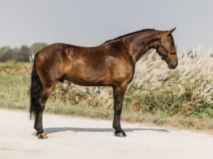 🐎 Friesian Sport Horse for Sale USA