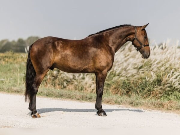 🐎 Friesian Sport Horse for Sale USA