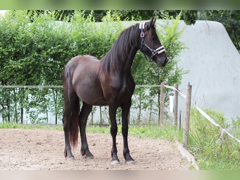 Friesian Mare for Sale EU