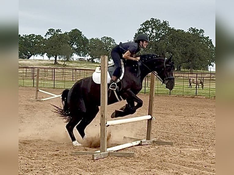 Friesian Sporthorse Gelding for Sale USA