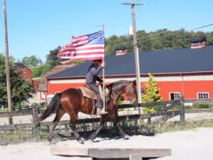 🐎 Friesian Mare for Sale USA
