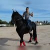 🐎 Friesian Stallion for Sale EU