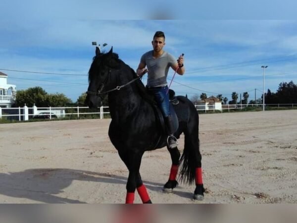 🐎 Friesian Stallion for Sale EU