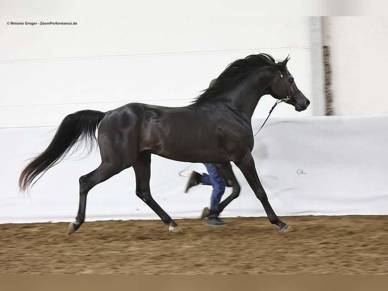 Arabian Gelding for Sale Germany