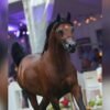 Arabian Stallion for Sale Poland
