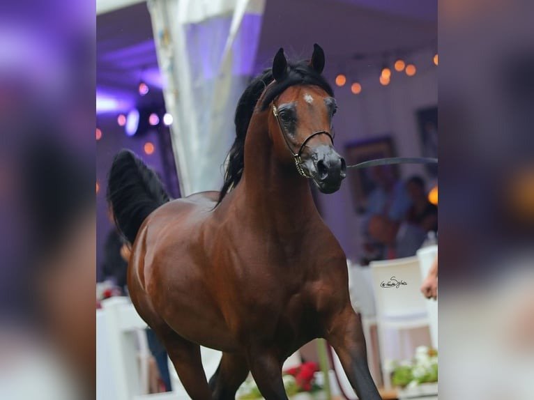 Arabian Stallion for Sale Poland