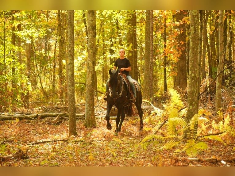 Friesian Gelding for Sale USA