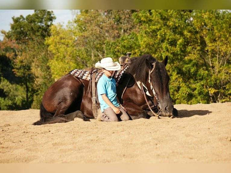 Friesian Cross Gelding for Sale USA