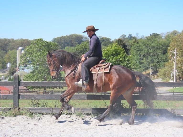 🐎 Friesian Mare for Sale USA