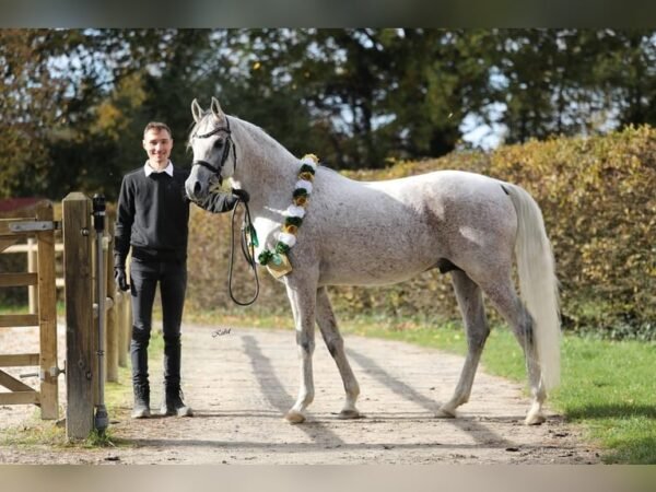 Arabian mare for sale Germany Arabian mare for sale Germany