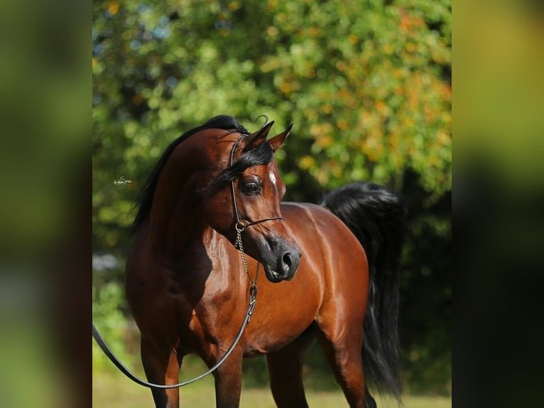 Arabian Stallion for Sale Poland