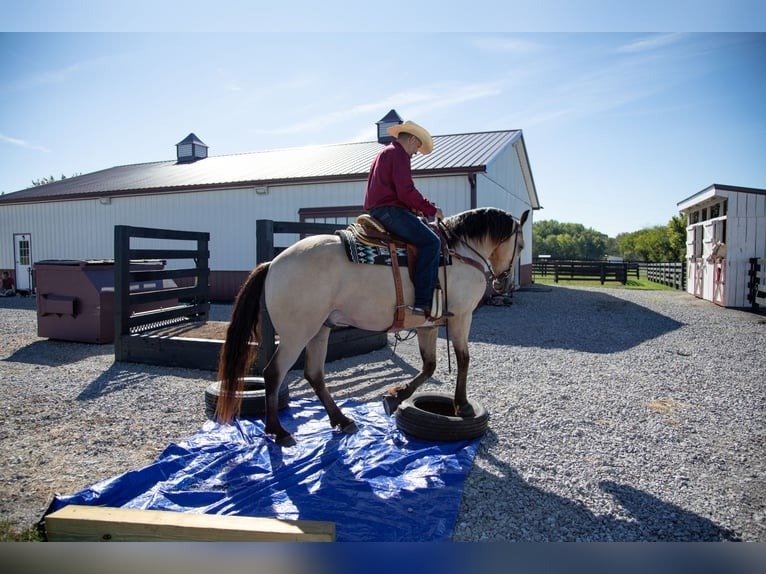 🐎 Friesian Sporthorse Gelding for Sale USA