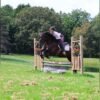 Friesian Cross Gelding for Sale USA