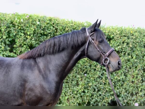 Friesian Cross Gelding for Sale USA