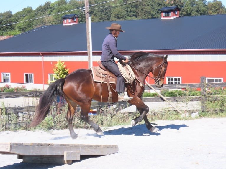 🐎 Friesian Mare for Sale USA