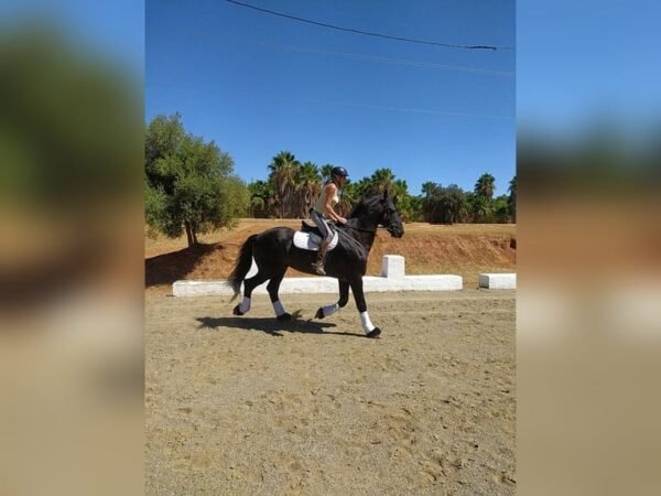 🐎 Friesian Stallion for Sale EU