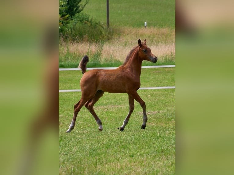 Arabian mare for sale Germany