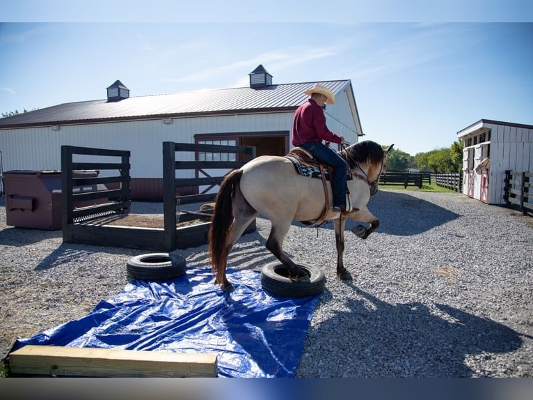 🐎 Friesian Sporthorse Gelding for Sale USA