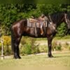 Friesian Cross Gelding for Sale USA