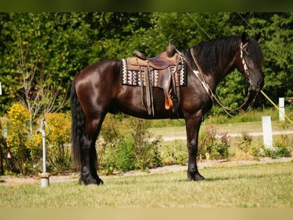 Friesian Cross Gelding for Sale USA