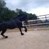 🐎 Friesian Stallion for Sale EU