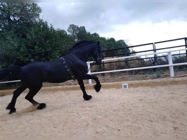 🐎 Friesian Stallion for Sale EU
