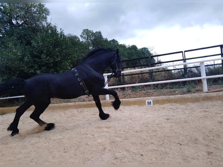 🐎 Friesian Stallion for Sale EU