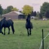 🐎 Friesian Mare for Sale EU