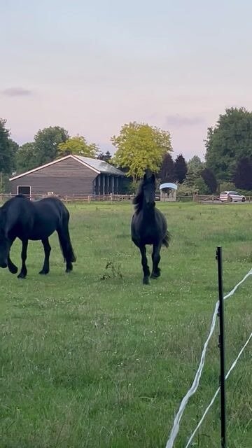 🐎 Friesian Mare for Sale EU