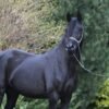 Arabian Mare for Sale Poland