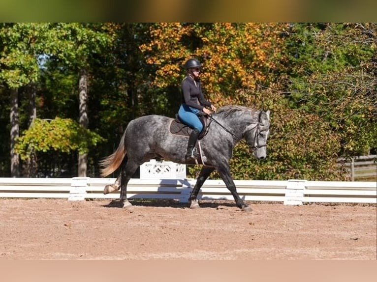 🐎 Friesian Gelding for Sale USA