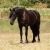 Friesian Cross Gelding for Sale USA