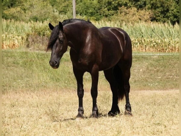 Friesian Cross Gelding for Sale USA