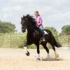 🐎 Friesian Sport Horse for Sale USA