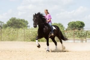 π Friesian Sport Horse for Sale USA π Friesian Sport Horse for Sale USA