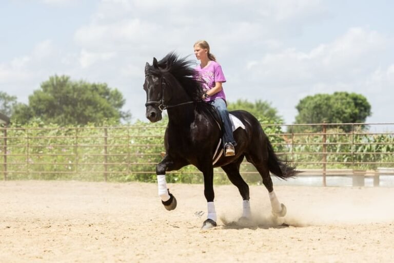 🐎 Friesian Sport Horse for Sale USA