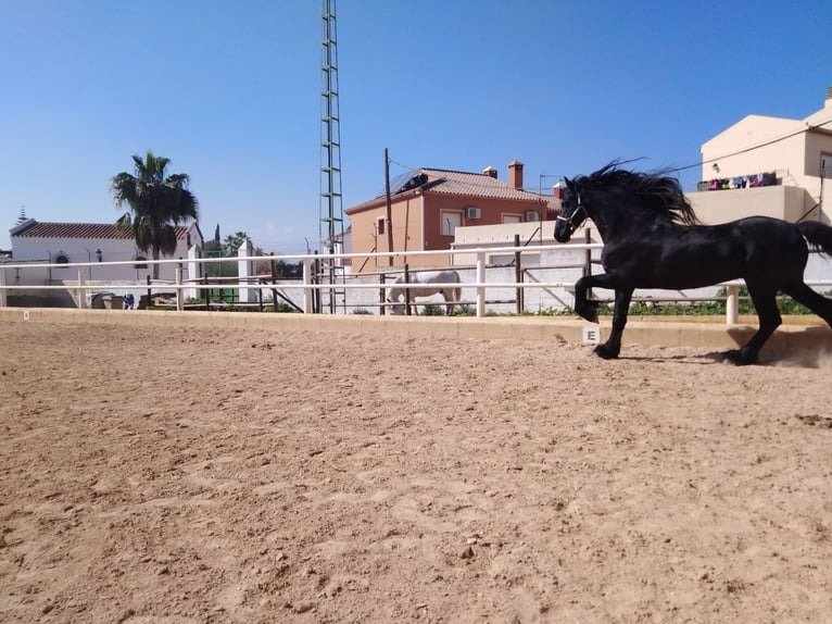 🐎 Friesian Stallion for Sale EU