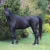 Arabian Mare for Sale Poland