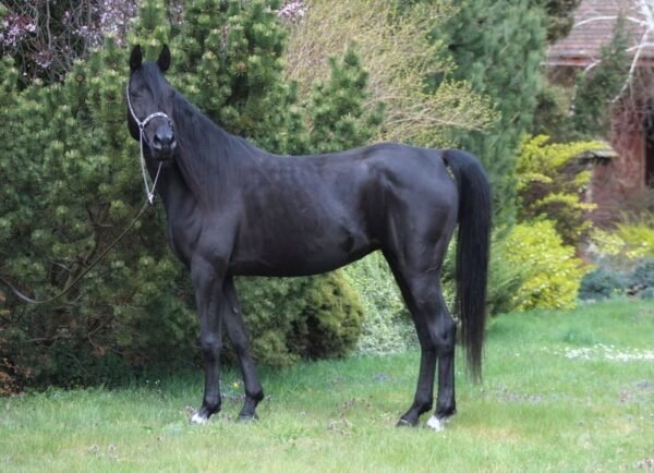 Arabian Mare for Sale Poland