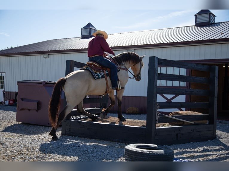 🐎 Friesian Sporthorse Gelding for Sale USA