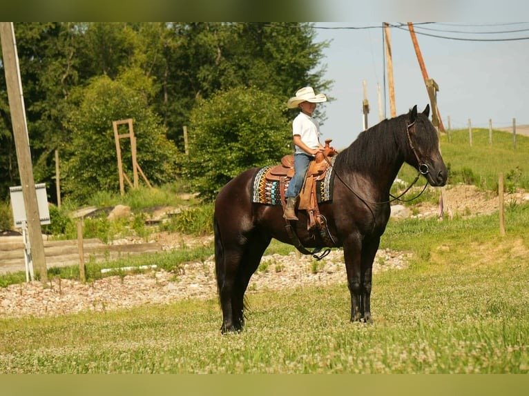 Friesian Cross Gelding for Sale USA